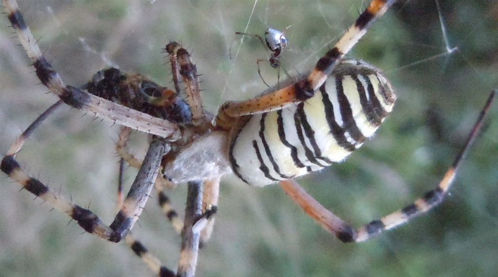Argiope bruennichi + Argyrodes + dittero scroccone